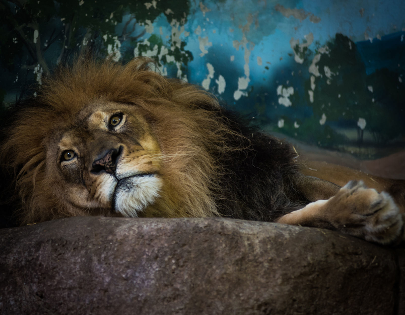 Just Lion Around